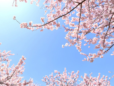 （一社）桜楓会