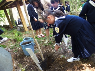 植樹（クヌギ）