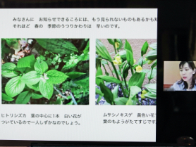 理科「崖下の春の植物を紹介します」