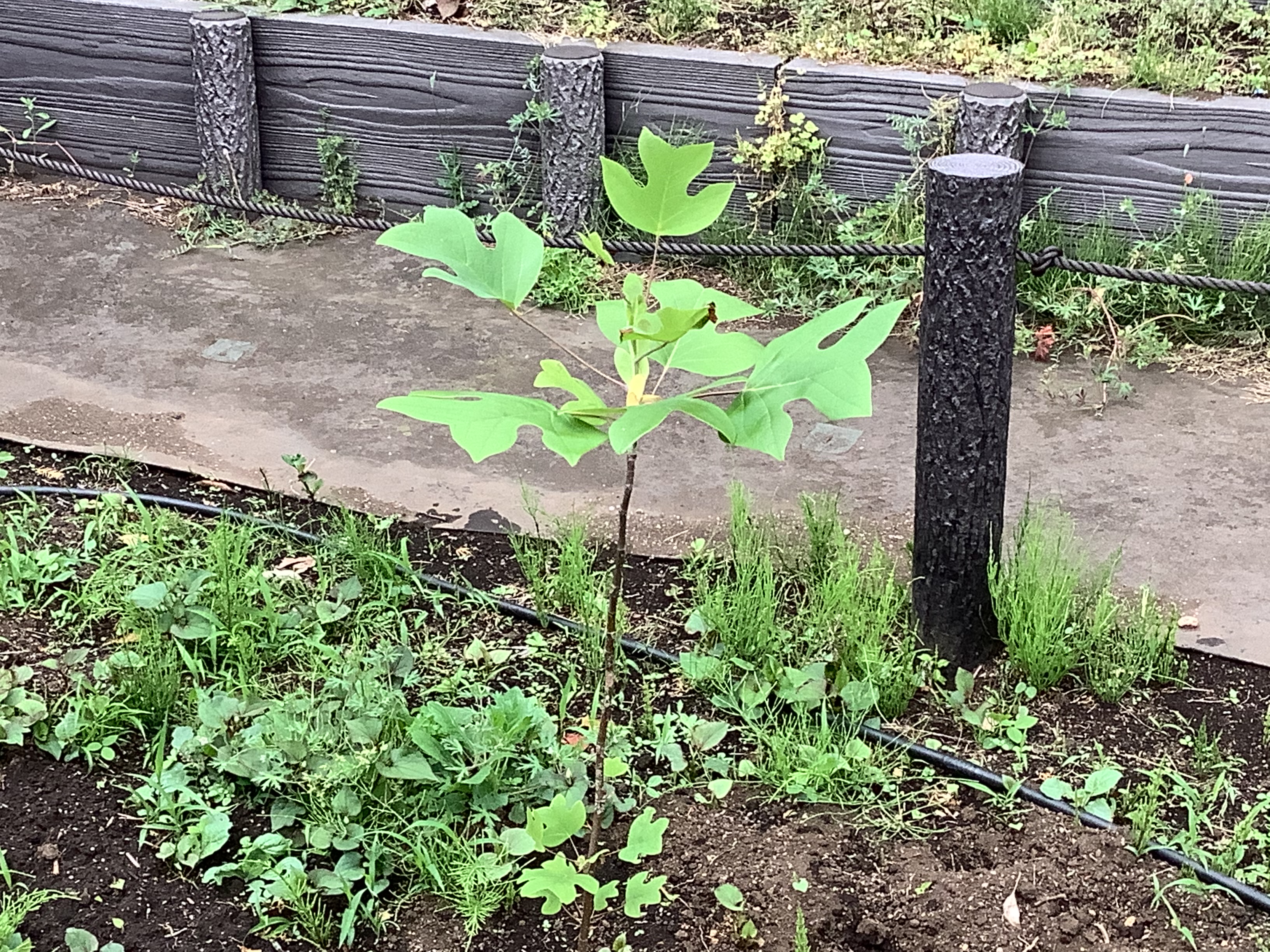 植樹されたユリノキ