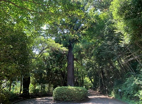 夏の校地