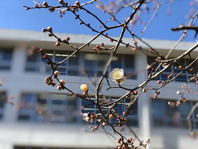 花梅