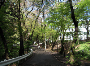 春の朝の道