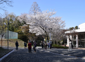 講堂前の桜