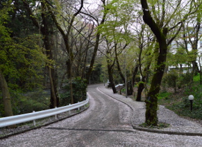 桜の絨毯が出現しました