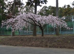 テニスコート横で満開の桜