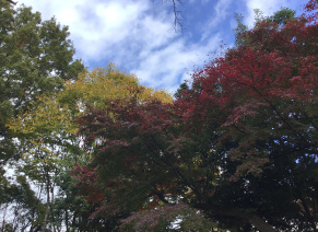 紅葉