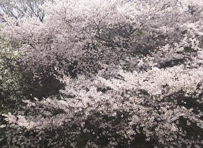 本校の桜