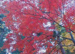 構内の紅葉