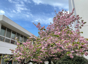 新学期、八重桜が見頃です