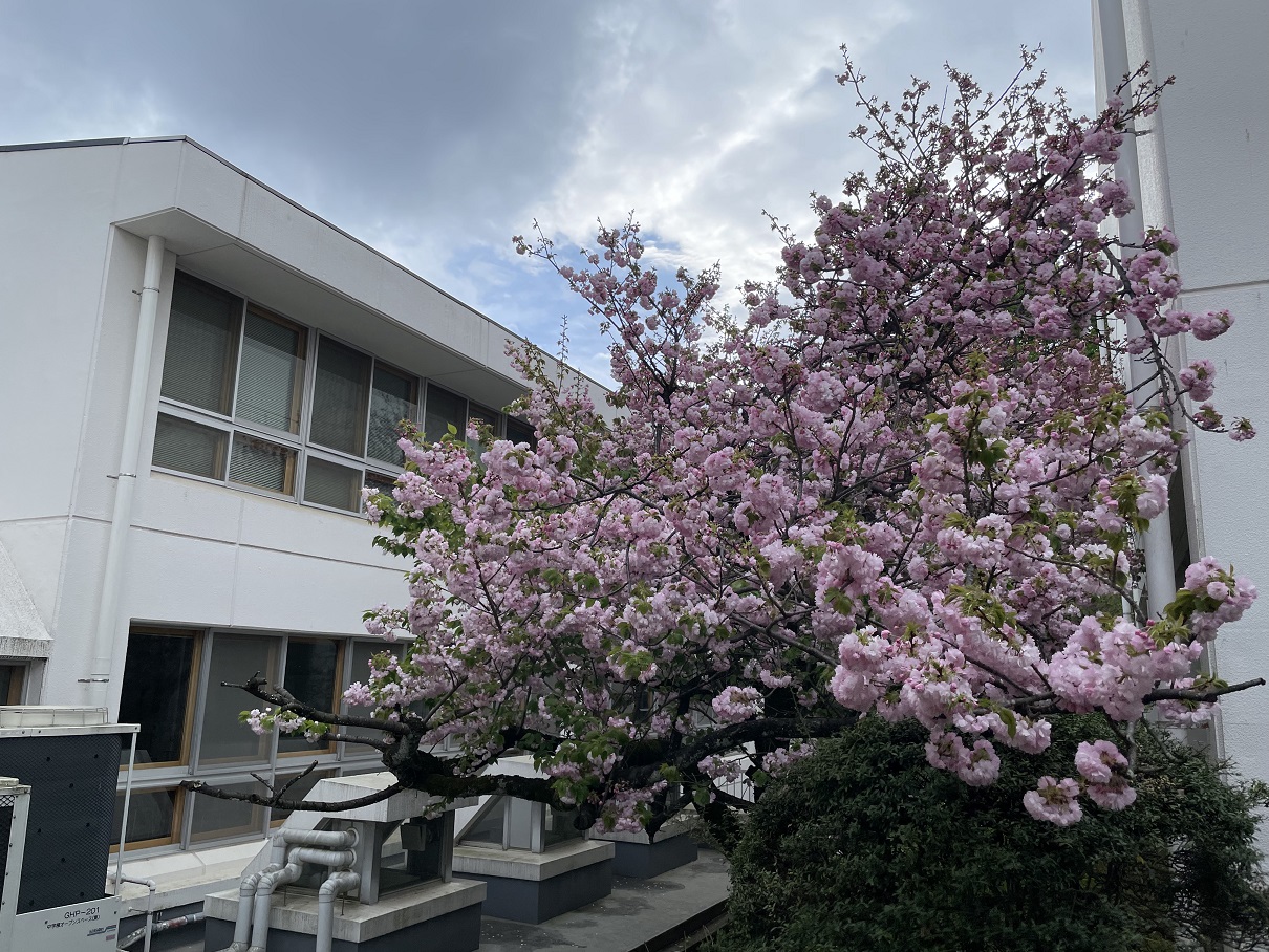 6組前の八重桜が満開を迎えています