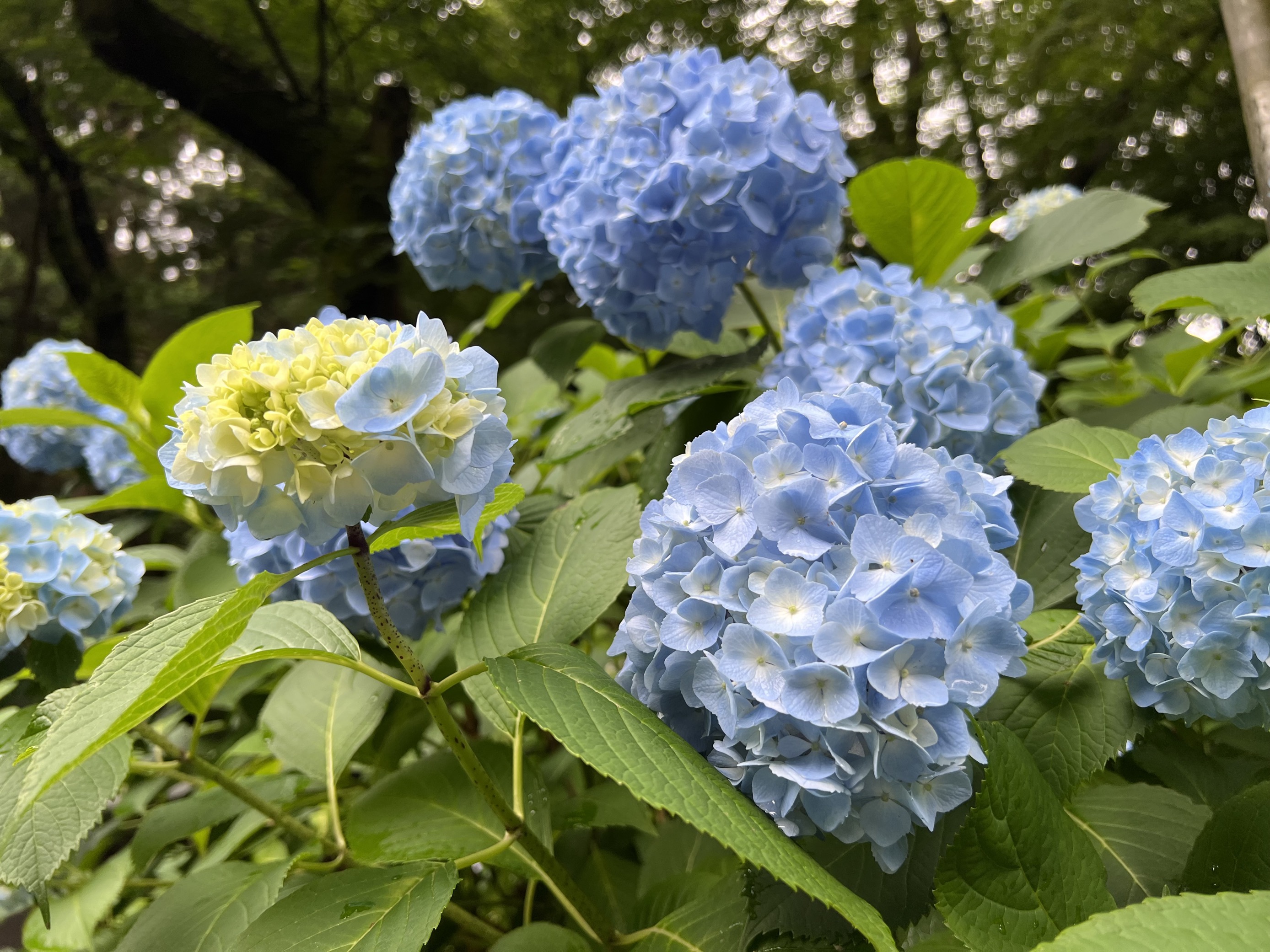 通学路に咲き誇るアジサイ