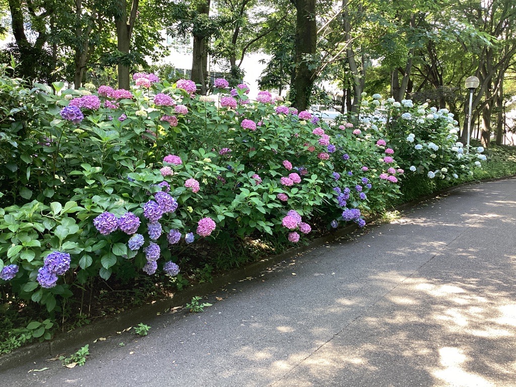 満開の色とりどりな紫陽花で迎えます