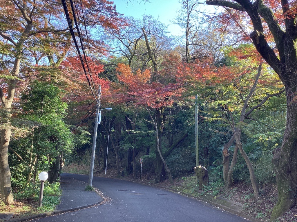 色づく生田の山
