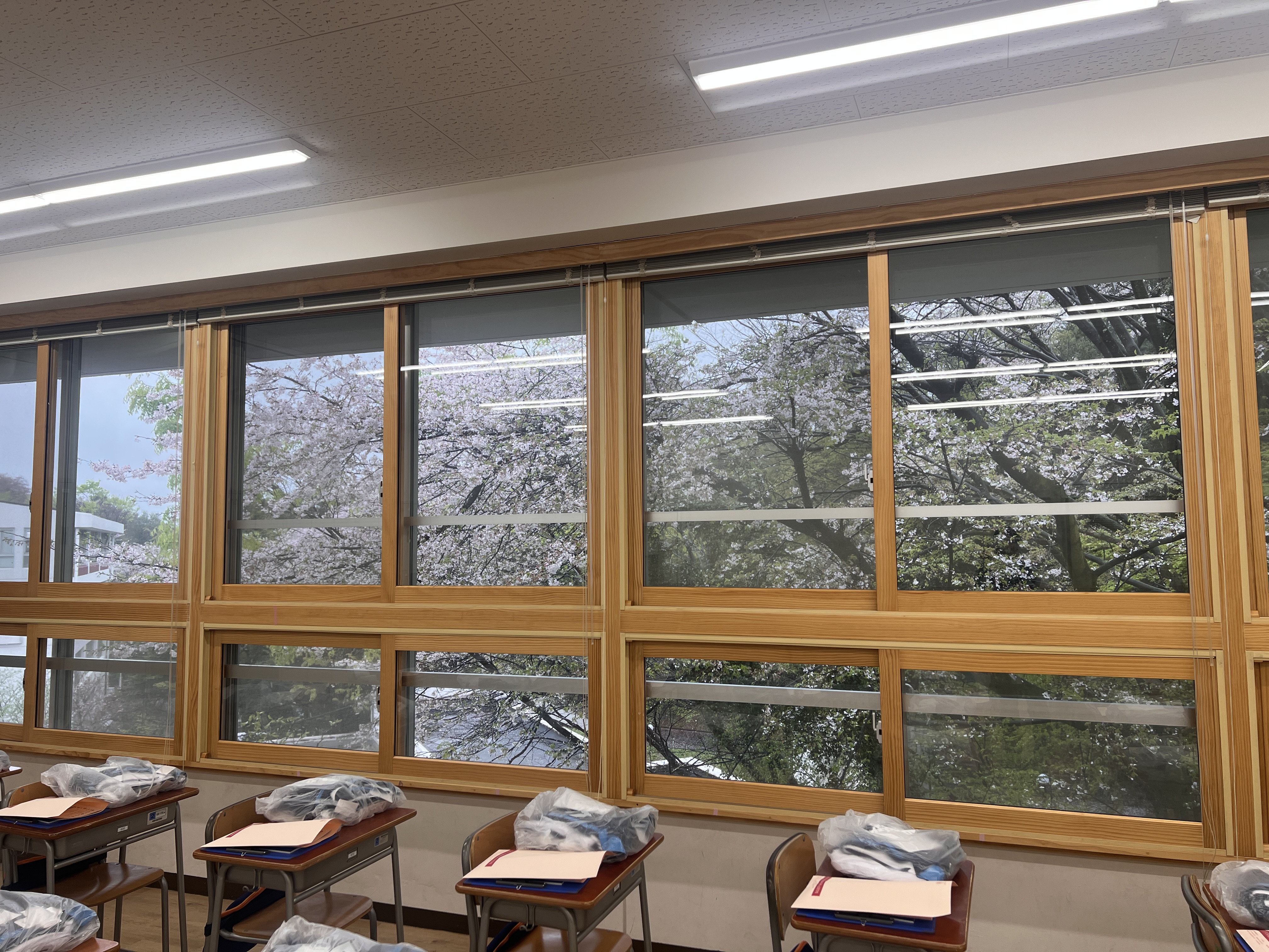 教室の窓から、満開の桜が新入生を迎えてくれました