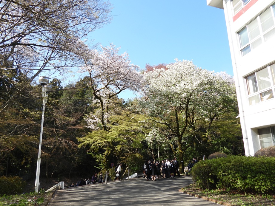 満開の桜が新入生を迎えてくれました