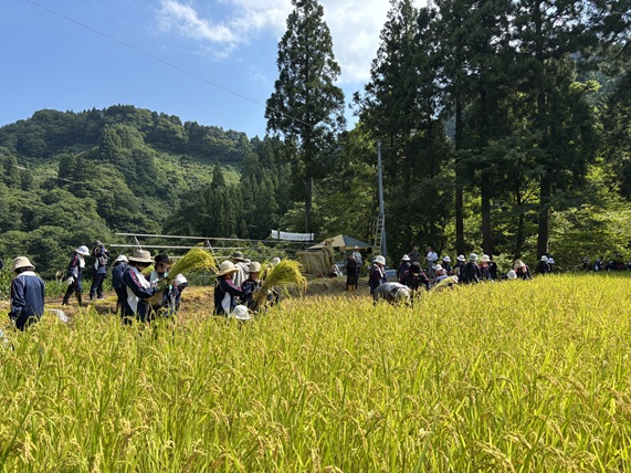 稲刈り体験