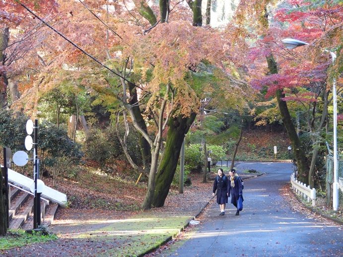 西生田キャンパスの紅葉もピークを迎えました