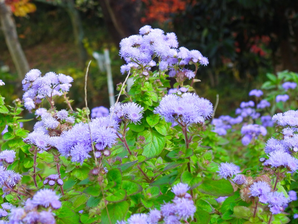 アゲラタムの花言葉は「幸せを得る」