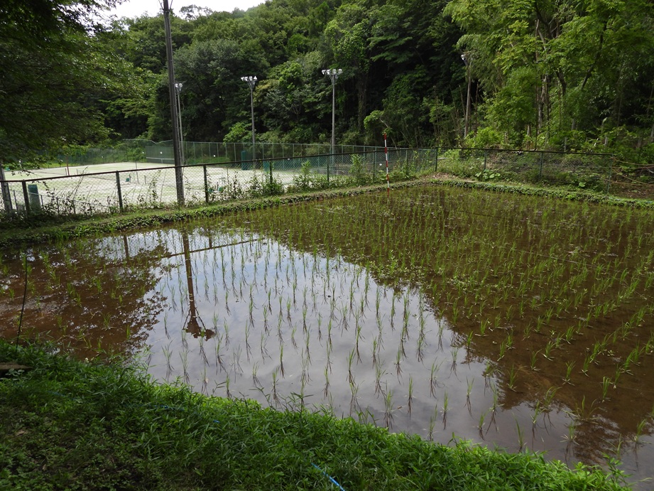 西生田の田んぼでは田植えが完了しました!