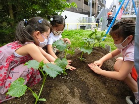 苗植え