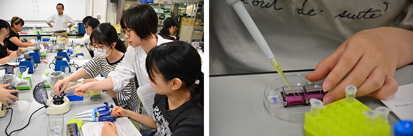 助手の大学生の丁寧なサポート/細胞培養用のスライドに導入する遺伝子を加える