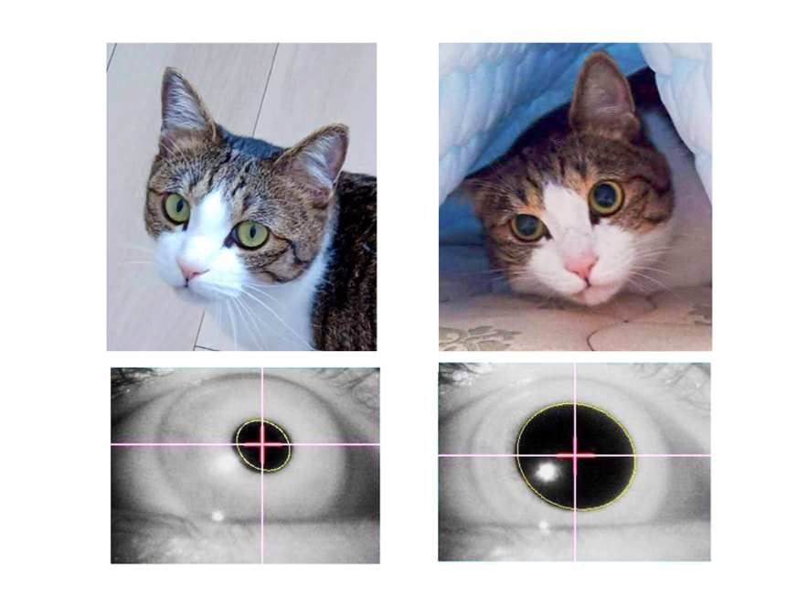 図1　猫の瞳孔変化（上）と人間の瞳孔変化（下） （画像提供：本学大学院修了生で広島大学助教の吉本早苗先生）